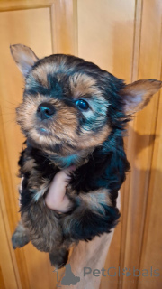 Photo №3. Miniature Yorki.. La Lettonie