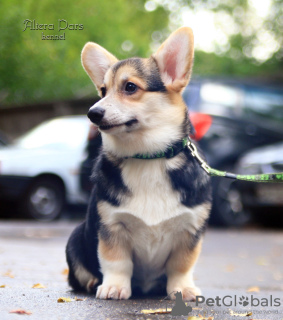 Photo №2 de l'annonce № 24726 de la vente welsh corgi - acheter à Fédération de Russie de la fourrière