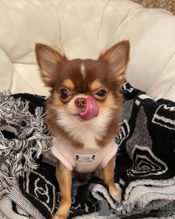 Photo №3. Lola le chihuahua à tête de pomme. Suède