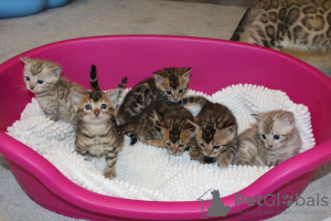 Photo №3. De jolis chatons Bengal disponibles à l'adoption. Allemagne