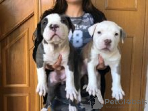 Photo №4. Je vais vendre american pit bull terrier en ville de Jordbro. annonce privée - prix - négocié