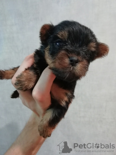 Photo №2 de l'annonce № 100418 de la vente biewer yorkshire terrier, yorkshire terrier - acheter à Lituanie annonce privée, éleveur