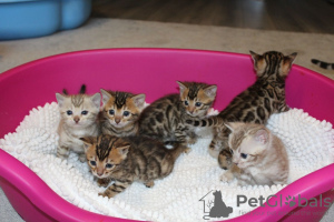 Photos supplémentaires: Chatons Bengal Cats dressés disponibles à la vente maintenant