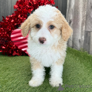 Photo №1.  - à vendre en ville de Berlin | 600€ | Annonce №134930