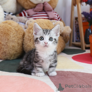 Photo №2 de l'annonce № 152216 de la vente munchkin - acheter à USA éleveur