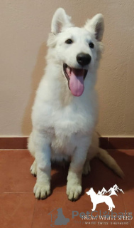 Photo №2 de l'annonce № 15813 de la vente berger blanc suisse - acheter à Fédération de Russie de la fourrière