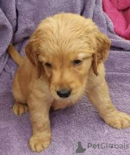 Photo №1. golden retriever - à vendre en ville de Ramstein-Miesenbach | 550€ | Annonce №166049