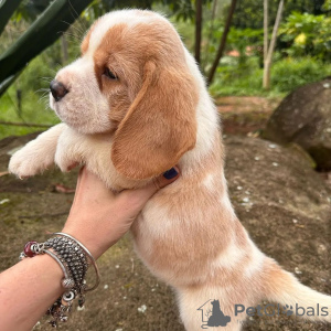 Photo №1. beagle - à vendre en ville de Гамбург | 473€ | Annonce №119504