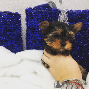 Photo №2 de l'annonce № 149977 de la vente yorkshire terrier - acheter à USA annonce privée, de la fourrière, de l'abri, éleveur