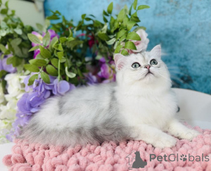 Photo №2 de l'annonce № 144503 de la vente scottish straight - acheter à Ukraine éleveur