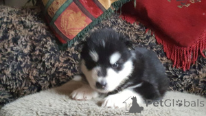 Photo №2 de l'annonce № 167471 de la vente malamute de l'alaska - acheter à Danemark annonce privée, éleveur