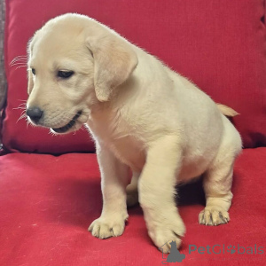 Photo №2 de l'annonce № 176362 de la vente labrador retriever - acheter à Allemagne annonce privée