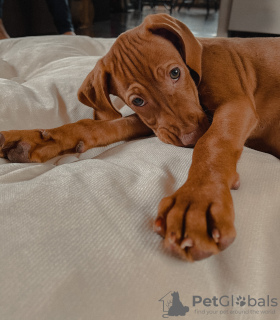 Photos supplémentaires: Chiots du Hongrois Vizsla