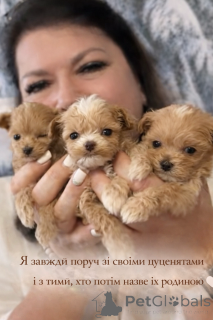 Photo №3. Maltipa chinois. Ukraine