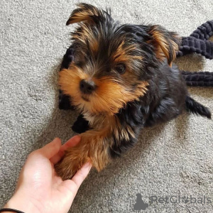 Photos supplémentaires: Beaux chiots Yorkshire Terrier à vendre