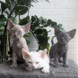 Photo №1. devon rex - à vendre en ville de Salzbourg | négocié | Annonce № 164275