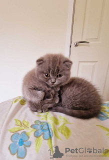 Photo №1. scottish fold - à vendre en ville de Ипр | Gratuit | Annonce № 118051