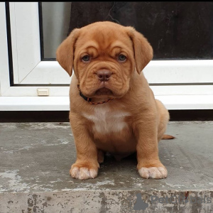 Photo №1. dogue de bordeaux - à vendre en ville de Riga | 400€ | Annonce №83376