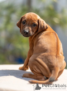 Photo №2 de l'annonce № 53361 de la vente chien de rhodésie à crête dorsale - acheter à Fédération de Russie de la fourrière