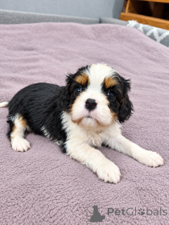 Photos supplémentaires: Chiots Cavalier King Charles Spaniel idéaux.