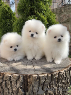 Photos supplémentaires: Merveilleux chiots de Poméranie