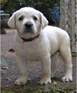 Photo №1. labrador retriever - à vendre en ville de Dordrecht | Gratuit | Annonce №123957