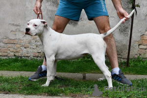 Photos supplémentaires: Chiots bouledogue américain