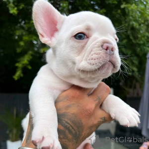 Photos supplémentaires: Chiots bouledogue français