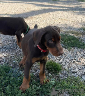 Photo №3. Nuostabūs Dobermano šuniukai. Lituanie