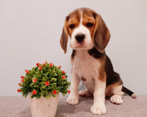 Photo №2 de l'annonce № 4142 de la vente beagle - acheter à Fédération de Russie éleveur