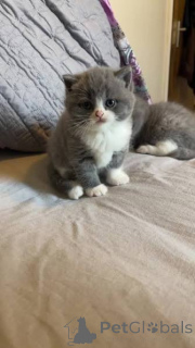 Photo №3. Les chatons British Shorthair aux yeux bleus sont prêts maintenant. La Grande-Bretagne