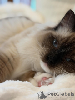 Photo №1. ragdoll - à vendre en ville de Dikirh | négocié | Annonce № 157461