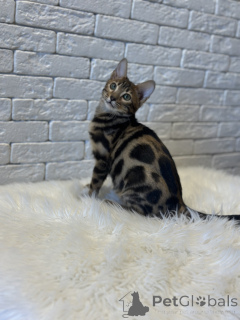 Photo №2 de l'annonce № 78049 de la vente bengal - acheter à La finlande annonce privée, de la fourrière, éleveur