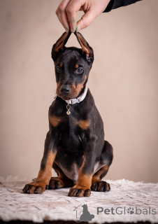 Photo №3. Chiots Doberman. Serbie