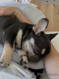 Photo №2 de l'annonce № 169357 de la vente bouledogue - acheter à République Tchèque éleveur