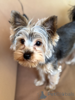 Photo №2. Service d'accouplement yorkshire terrier. Prix - négocié