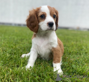Photo №2 de l'annonce № 32223 de la vente cavalier king charles spaniel - acheter à Allemagne annonce privée