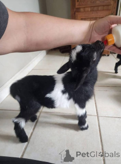 Photo №1.  - à vendre en ville de Bordeaux | Gratuit | Annonce №161737