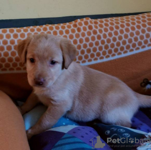 Photo №1. labrador retriever - à vendre en ville de Leipzig | négocié | Annonce №124951