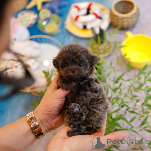 Photo №1. maltipu - à vendre en ville de Louisiane | 478€ | Annonce №151986
