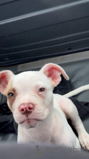 Photo №1. american pit bull terrier - à vendre en ville de Charleroi | 320€ | Annonce №176774