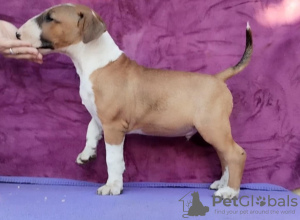 Photo №3. Chiots Bull Terrier Standard. Serbie