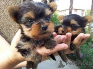 Photo №1. yorkshire terrier - à vendre en ville de Achenkircch | 319€ | Annonce №144935