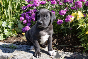 Photo №1. dogue allemand - à vendre en ville de Barsel | négocié | Annonce №162205