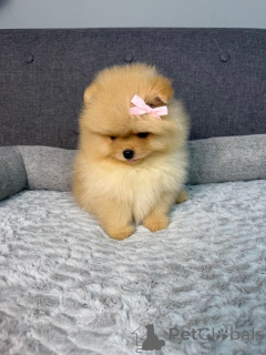 Photo №3. Schattige Pomeriaan-puppy's zoeken een liefdevol donc voor altijd!. Belgique