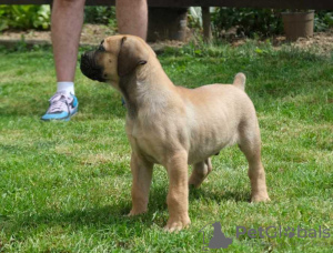 Photo №3. Boerboel (Mâtin d'Afrique du Sud) Welpen. Belgique