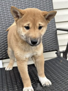 Photo №1. shiba - à vendre en ville de Tbilissi | négocié | Annonce №71098