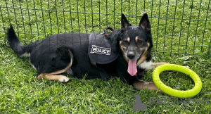 Photo №2 de l'annonce № 139153 de la vente chien bâtard - acheter à Fédération de Russie 