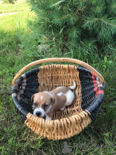 Photos supplémentaires: Chiots Jack Russell Terrier à vendre