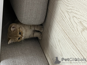 Photos supplémentaires: Relogement d'un chaton British Shorthair doré